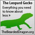 TheBeardedDragon.org Leopard Gecko